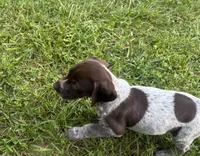 Girl 2, a female German Shorthaired Pointer for sale in Warne, NC – 6 of 10