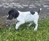 Girl 1, a female German Shorthaired Pointer for sale in Warne, NC – 6 of 10