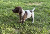 Girl 2, a female German Shorthaired Pointer for sale in Warne, NC – 5 of 10