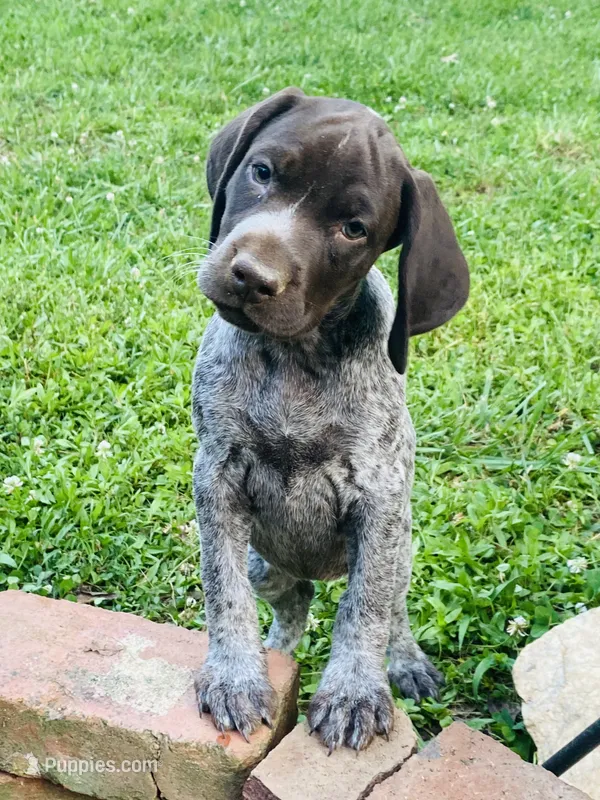 Girl 5 – German Shorthaired Pointer puppy for sale in Warne, NC