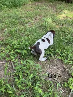 Girl 4, a female German Shorthaired Pointer for sale in Warne, NC – 5 of 10