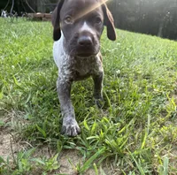 Girl 2, a female German Shorthaired Pointer for sale in Warne, NC – 9 of 10