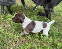 Girl 2, a female German Shorthaired Pointer for sale in Warne, NC – 2 of 10