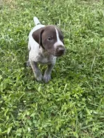 Boy 2, a male German Shorthaired Pointer for sale in Warne, NC – 2 of 10