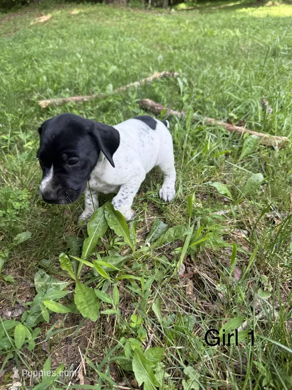 Girl 1 – German Shorthaired Pointer puppy for sale in Warne, NC
