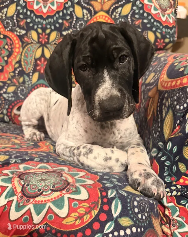Girl 1 – German Shorthaired Pointer puppy for sale in Warne, NC