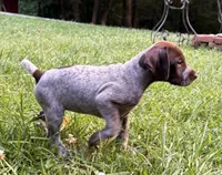 Girl 5, a female German Shorthaired Pointer for sale in Warne, NC – 6 of 10