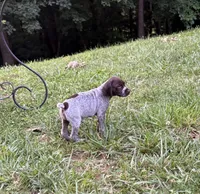 Girl 5, a female German Shorthaired Pointer for sale in Warne, NC – 8 of 10