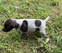 Girl 2, a female German Shorthaired Pointer for sale in Warne, NC – 4 of 10