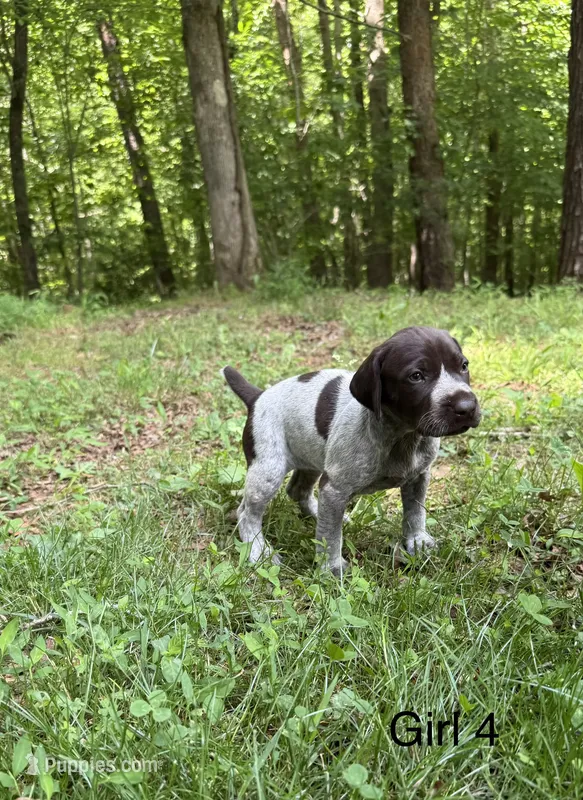 Girl 4 – German Shorthaired Pointer puppy for sale in Warne, NC