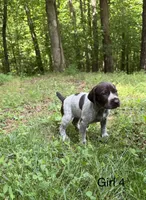 Girl 4, a female German Shorthaired Pointer for sale in Warne, NC – 1 of 10