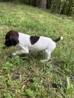 Boy 1, a male German Shorthaired Pointer for sale in Warne, NC – 3 of 10
