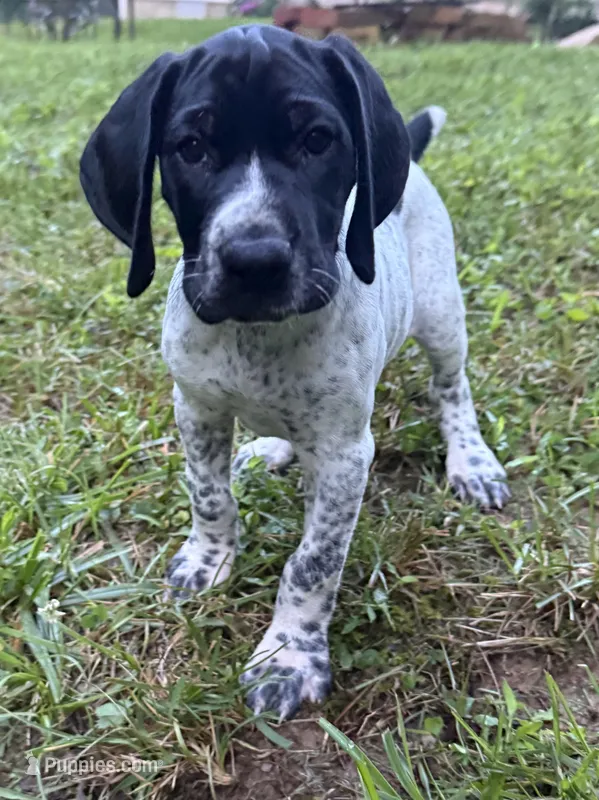 Girl 1 – German Shorthaired Pointer puppy for sale in Warne, NC