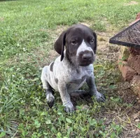 Girl 4, a female German Shorthaired Pointer for sale in Warne, NC – 3 of 10