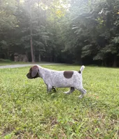Girl 5, a female German Shorthaired Pointer for sale in Warne, NC – 9 of 10
