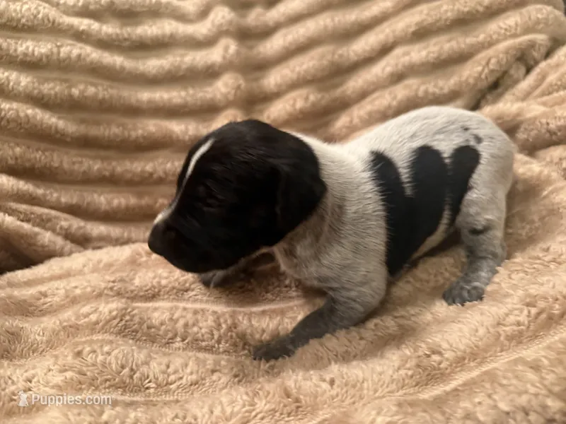 Girl 3 – German Shorthaired Pointer puppy for sale in Warne, NC
