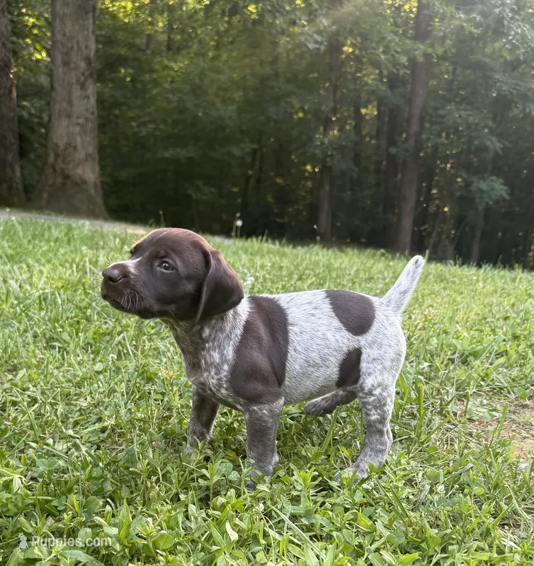 Girl 2 – German Shorthaired Pointer puppy for sale in Warne, NC
