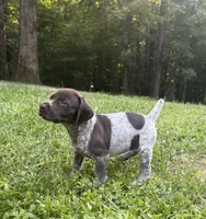 Girl 2, a female German Shorthaired Pointer for sale in Warne, NC – 1 of 10