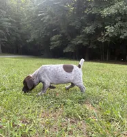Girl 5, a female German Shorthaired Pointer for sale in Warne, NC – 8 of 10