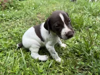 Boy 1, a male German Shorthaired Pointer for sale in Warne, NC – 7 of 10