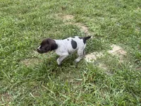 Girl 4, a female German Shorthaired Pointer for sale in Warne, NC – 9 of 10