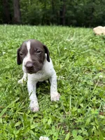 Boy 1, a male German Shorthaired Pointer for sale in Warne, NC – 4 of 10
