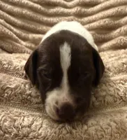 Boy 1, a male German Shorthaired Pointer for sale in Warne, NC – 2 of 10