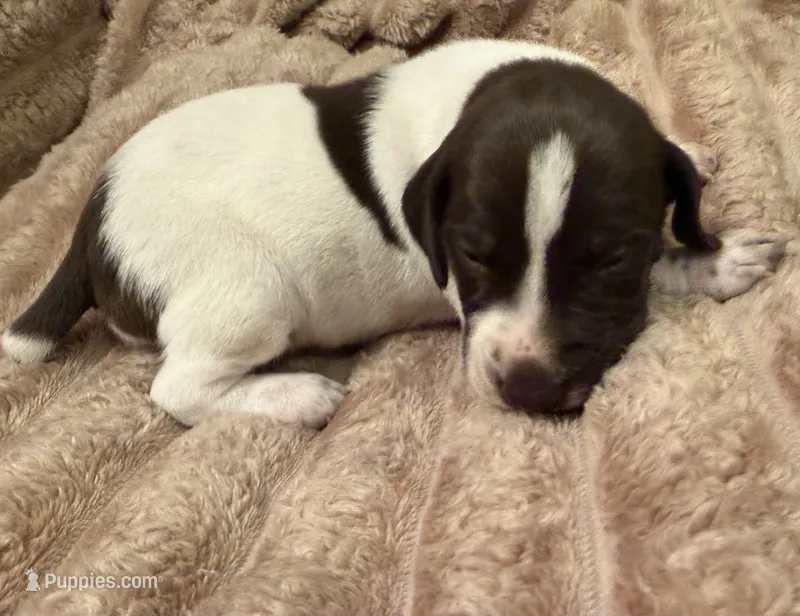 Boy 1 – German Shorthaired Pointer puppy for sale in Warne, NC