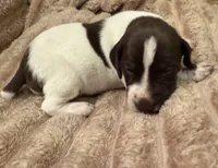 Boy 1, a male German Shorthaired Pointer for sale in Warne, NC – 1 of 10