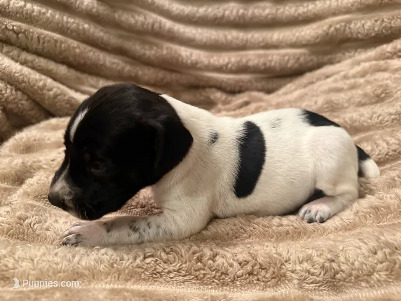 Boy 3 – German Shorthaired Pointer puppy for sale in Warne, NC