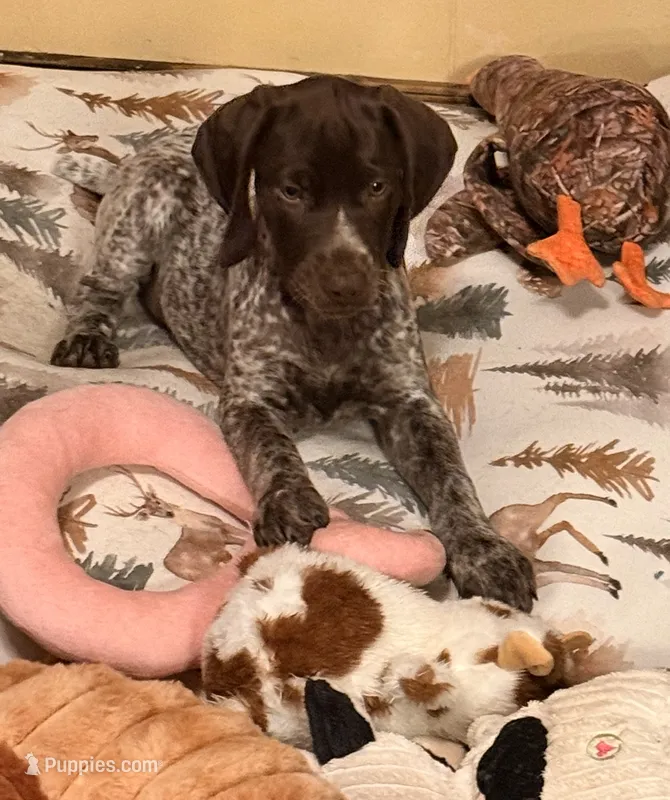Girl 2 – German Shorthaired Pointer puppy for sale in Warne, NC