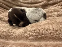 Girl 5, a female German Shorthaired Pointer for sale in Warne, NC – 2 of 10