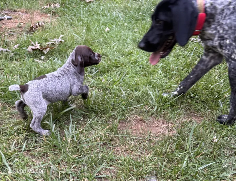 Girl 5 – German Shorthaired Pointer puppy for sale in Warne, NC