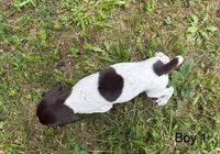 Boy 1, a male German Shorthaired Pointer for sale in Warne, NC – 4 of 10