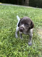 Girl 2, a female German Shorthaired Pointer for sale in Warne, NC – 7 of 10
