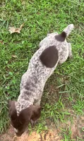Girl 5, a female German Shorthaired Pointer for sale in Warne, NC – 5 of 10