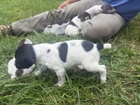Boy 3, a male German Shorthaired Pointer for sale in Warne, NC – 3 of 10