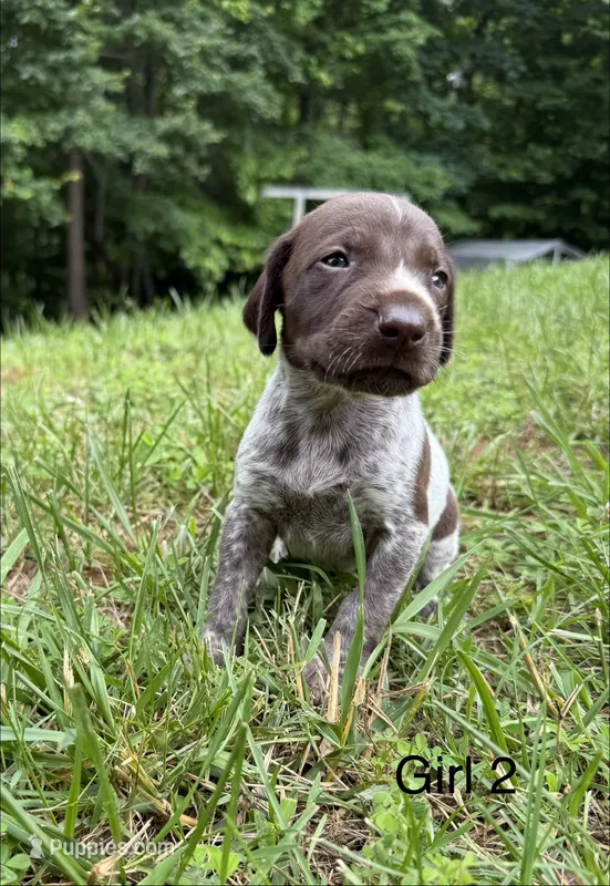 Girl 2 – German Shorthaired Pointer puppy for sale in Warne, NC