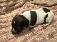 Girl 2, a female German Shorthaired Pointer for sale in Warne, NC – 6 of 10