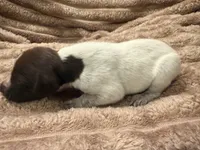 Boy 2, a male German Shorthaired Pointer for sale in Warne, NC – 6 of 10