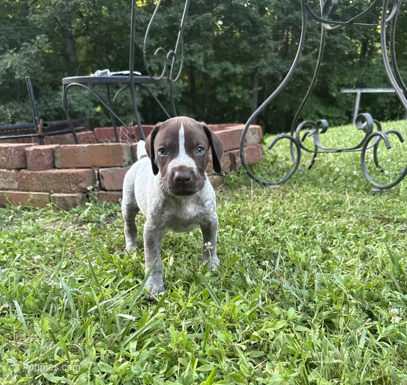 Boy 2 – German Shorthaired Pointer puppy for sale in Warne, NC