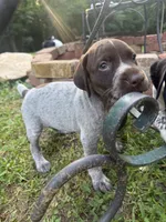 Girl 5, a female German Shorthaired Pointer for sale in Warne, NC – 5 of 10