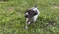 Girl 4, a female German Shorthaired Pointer for sale in Warne, NC – 8 of 10