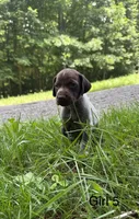 Girl 5, a female German Shorthaired Pointer for sale in Warne, NC – 6 of 10