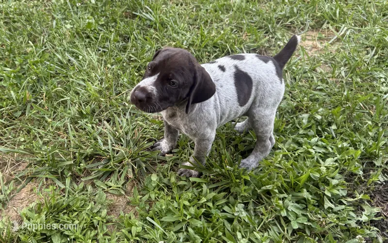 Girl 4 – German Shorthaired Pointer puppy for sale in Warne, NC