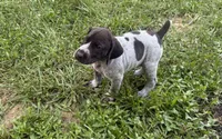 Girl 4, a female German Shorthaired Pointer for sale in Warne, NC – 2 of 10
