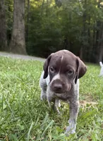 Girl 5, a female German Shorthaired Pointer for sale in Warne, NC – 10 of 10