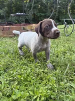 Boy 2, a male German Shorthaired Pointer for sale in Warne, NC – 7 of 10