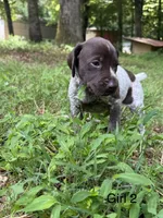 Girl 2, a female German Shorthaired Pointer for sale in Warne, NC – 3 of 10