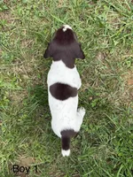 Boy 1, a male German Shorthaired Pointer for sale in Warne, NC – 2 of 10